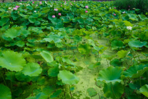 島津峯ヶ浦池公園の蓮の写真