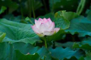 舞鶴公園の蓮の写真