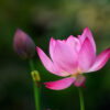 蓮と季節の花　白野江植物公園（2021年7月12日）
