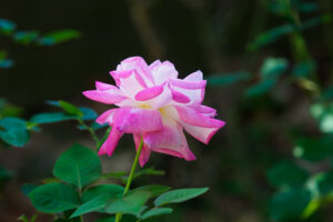 福岡市植物園のバラの写真