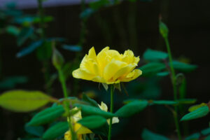 福岡市植物園のバラの写真