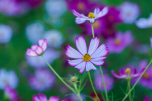 福岡市植物園のコスモスの写真