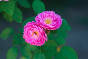 福岡市植物園のバラの写真