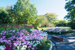 福岡市植物園のコスモスの写真