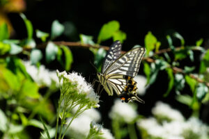 福岡市植物園の蝶の写真