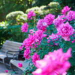 福岡市植物園のバラの写真
