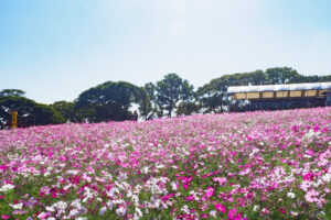 アイランドパークのコスモスの写真