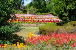 アイランドパークの季節の花の写真