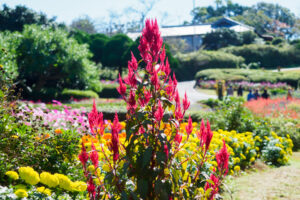 アイランドパークの季節の花の写真