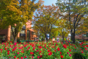 石橋文化センターのバラの写真