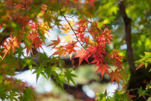 石橋文化センターの紅葉の写真