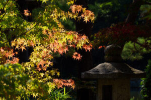 石橋文化センターの紅葉の写真