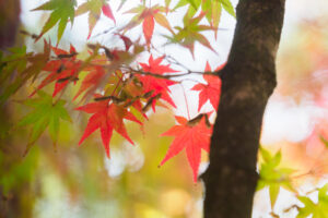 石橋文化センターの紅葉の写真