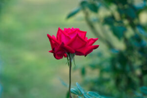 石橋文化センターのバラの写真