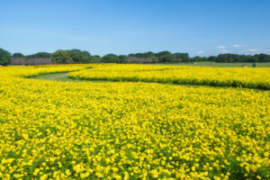 海の中道海浜公園のコスモスの写真