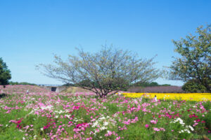 海の中道海浜公園のコスモスの写真