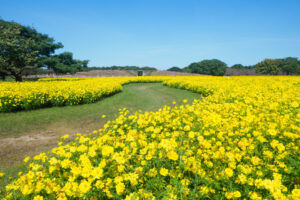 海の中道海浜公園のコスモスの写真