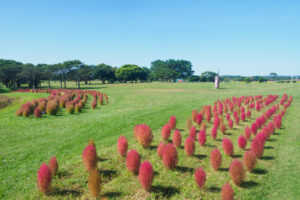 海の中道海浜公園のコキアの写真