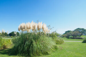 海の中道海浜公園の季節の花の写真