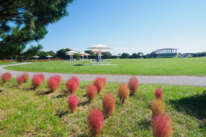 海の中道海浜公園のコキアの写真