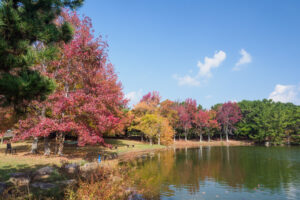 海の中道海浜公園の紅葉の写真