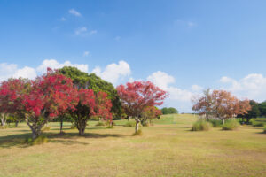 海の中道海浜公園の紅葉の写真