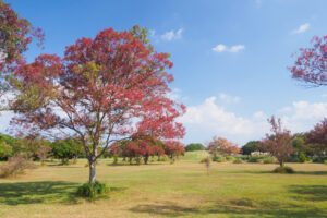 海の中道海浜公園の紅葉の写真
