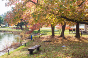 海の中道海浜公園の紅葉の写真