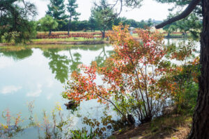 海の中道海浜公園の紅葉の写真