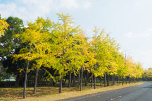 海の中道海浜公園の紅葉の写真