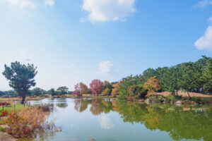 海の中道海浜公園の紅葉の写真