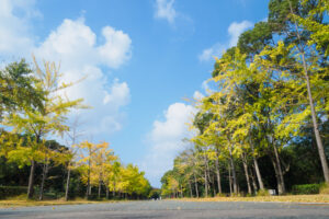 海の中道海浜公園の紅葉の写真