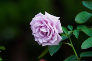 海の中道海浜公園のバラの写真