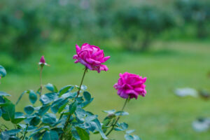 海の中道海浜公園のバラの写真