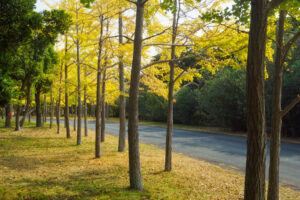 海の中道海浜公園の紅葉の写真