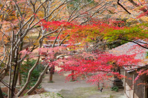 竈門神社の紅葉の写真