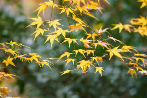 竈門神社の紅葉の写真