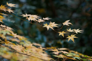 竈門神社の紅葉の写真