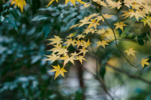 竈門神社の紅葉の写真