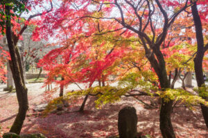 竈門神社の紅葉の写真
