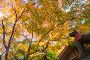竈門神社の紅葉の写真