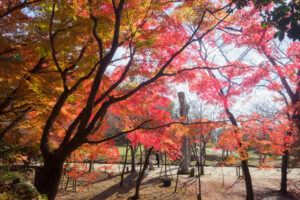 竈門神社の紅葉の写真