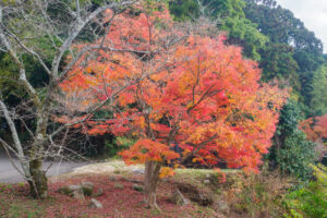 竈門神社の紅葉の写真