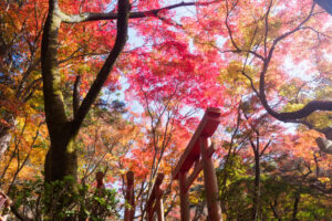 竈門神社の紅葉の写真