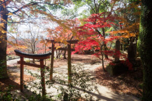 竈門神社の紅葉の写真