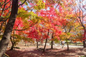 竈門神社の紅葉の写真