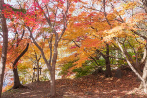 竈門神社の紅葉の写真
