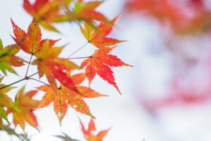 竈門神社の紅葉の写真