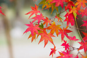 竈門神社の紅葉の写真