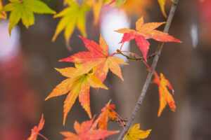 竈門神社の紅葉の写真